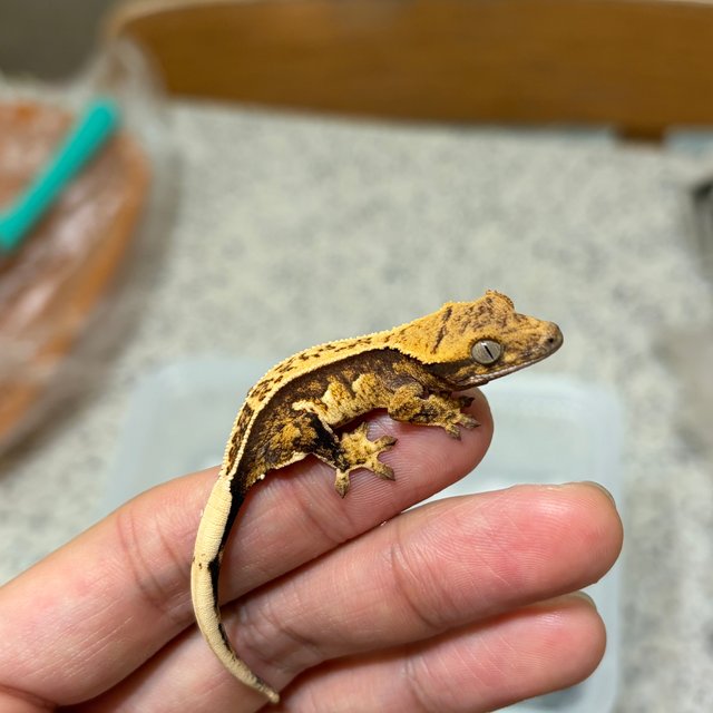 노멀 드리피 쿼드 풀핀