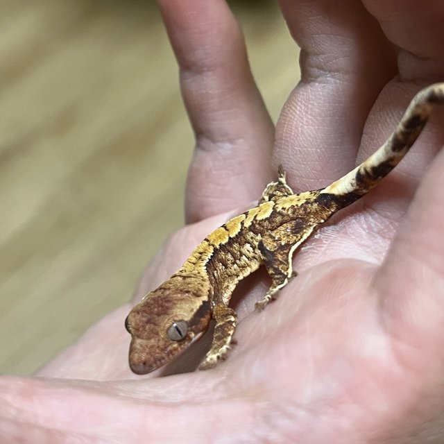 노멀 트라이 익스트림할리퀸