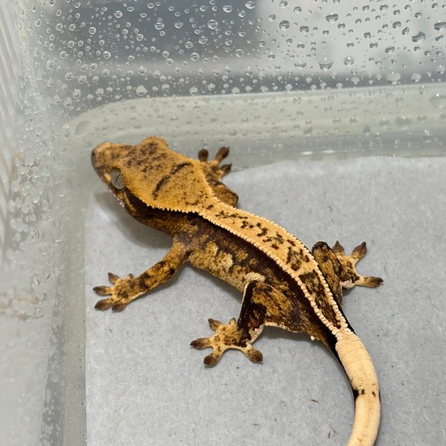 노멀 드리피 쿼드 풀핀