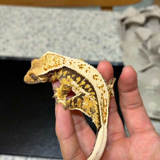 노멀 드리피 쿼드 풀핀