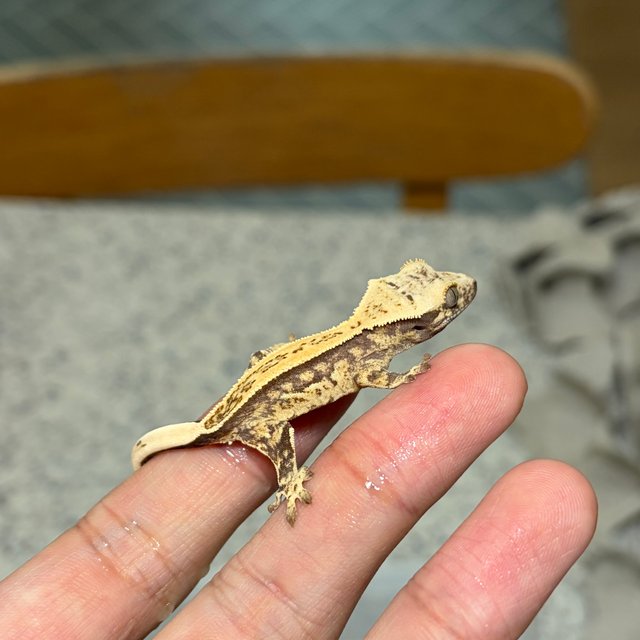 노멀 쿼드 드리피 화이트스팟 풀핀 화이트