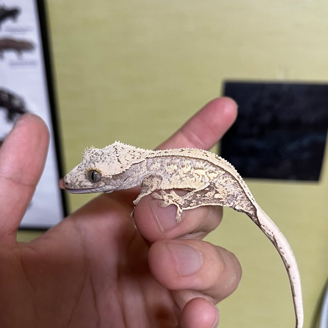 노멀 드리피 쿼드 화이트포트홀