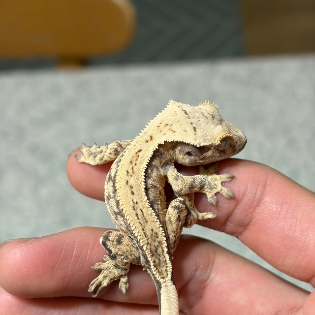 노멀 쿼드 드리피 화이트스팟 풀핀 화이트