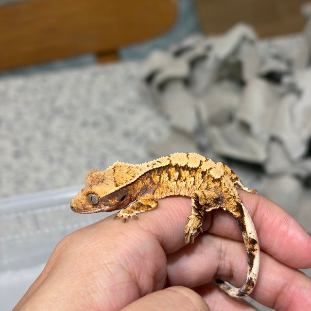 노멀 트라이 익스트림할리퀸