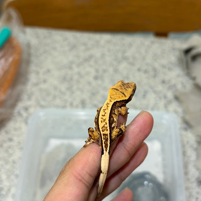 노멀 드리피 쿼드 풀핀