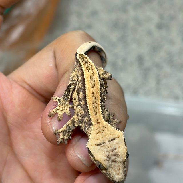 노멀 쿼드 드리피 화이트스팟 풀핀 화이트