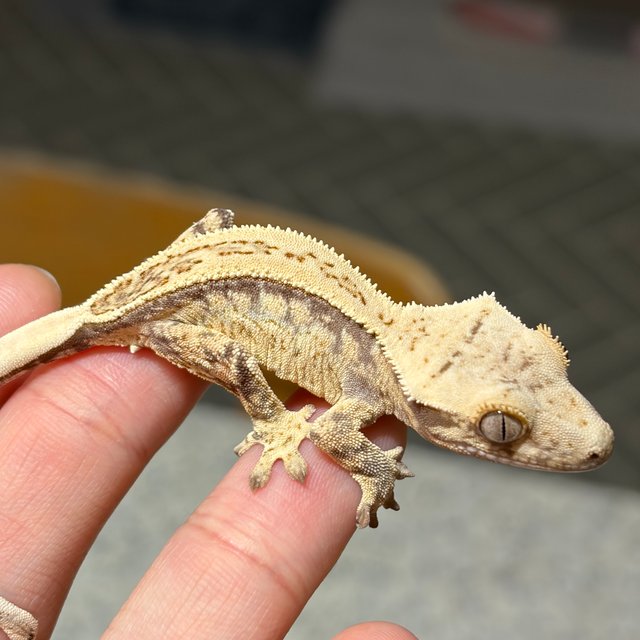 노멀 쿼드 드리피 화이트스팟 풀핀 화이트