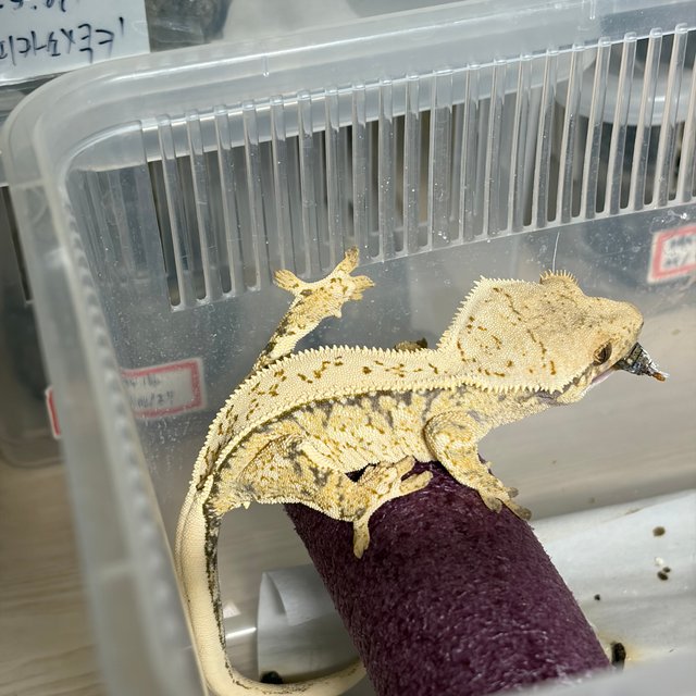 노멀 쿼드 풀핀 드리피