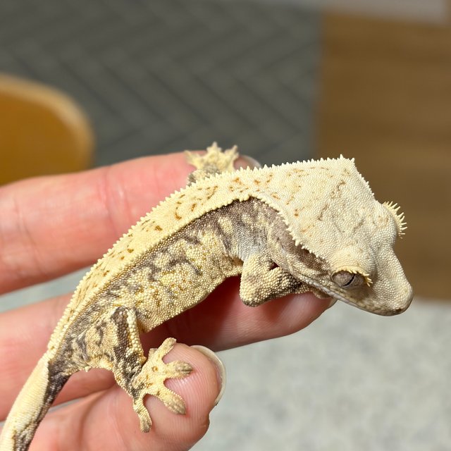 노멀 쿼드 풀핀 드리피 화이트스팟