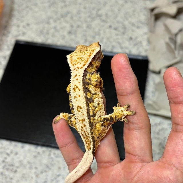 노멀 드리피 쿼드 풀핀