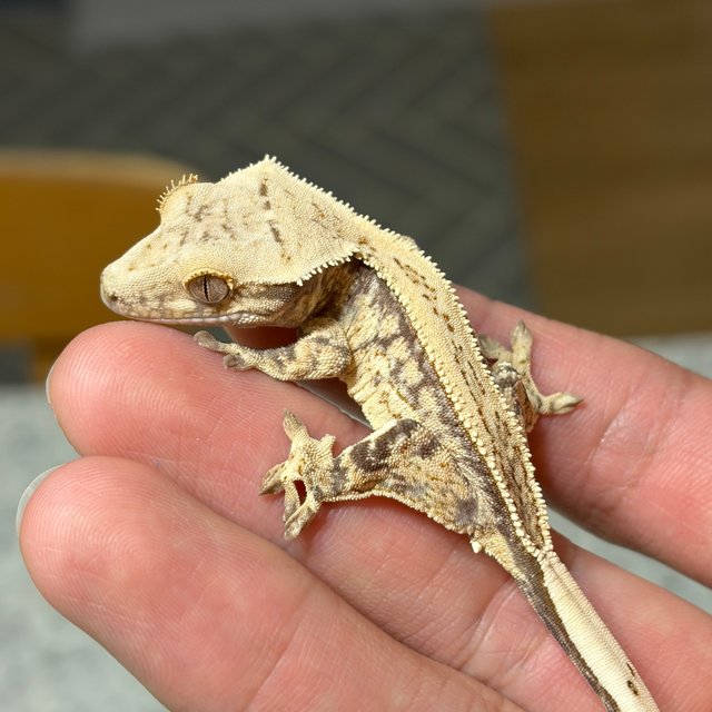 노멀 쿼드 드리피 화이트스팟 풀핀 화이트