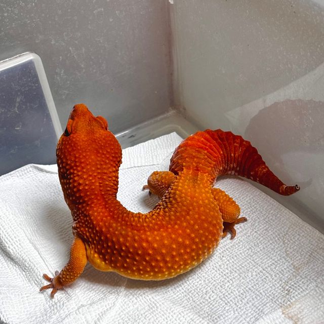 블러드 만다린