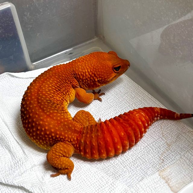 블러드 만다린