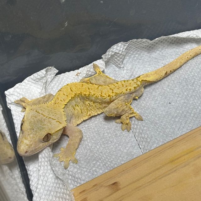익스트림할리퀸