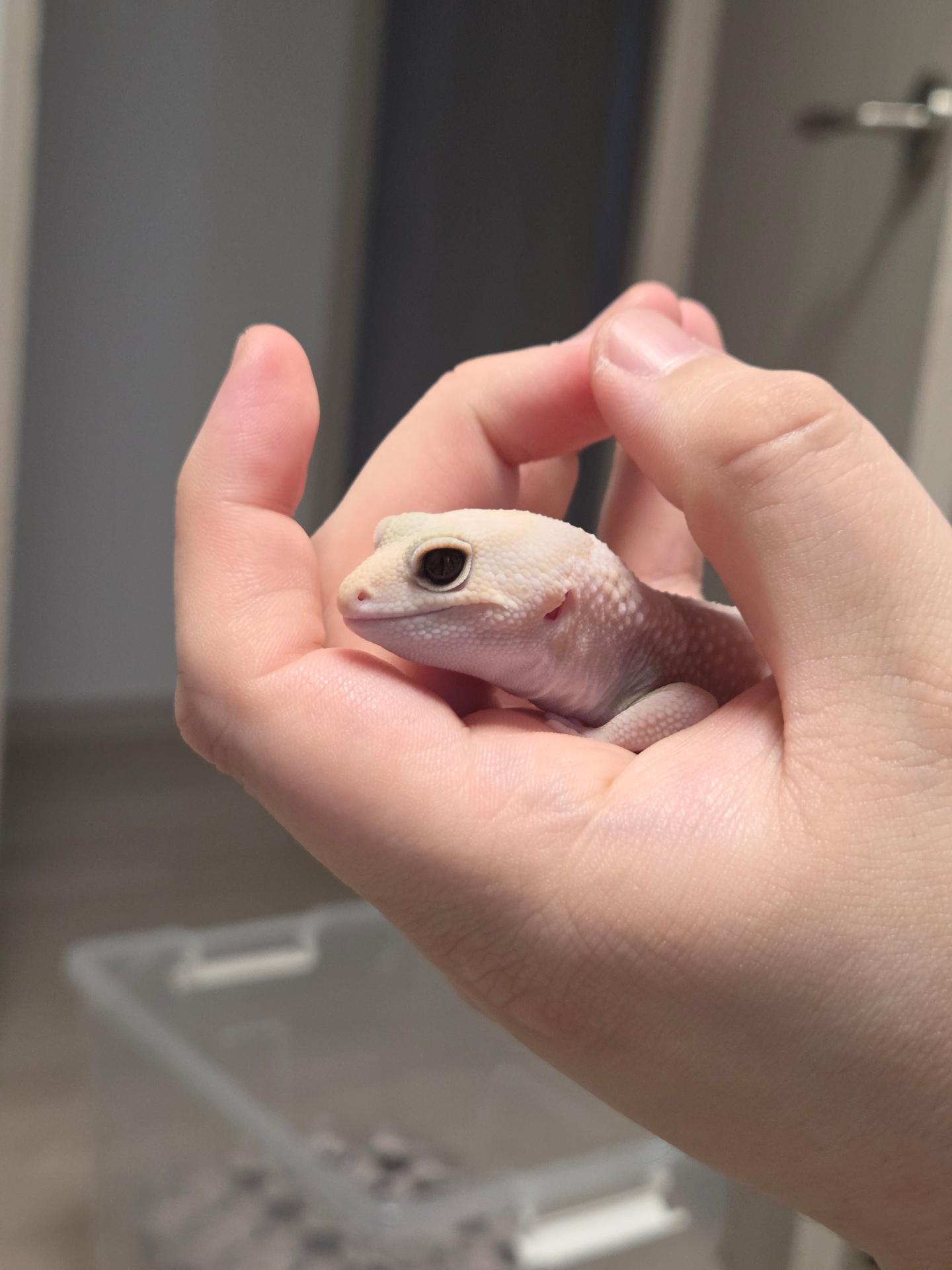펫텔초보집사