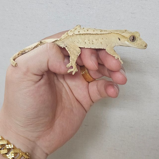 크림시클