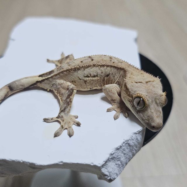 크림시클 팬텀