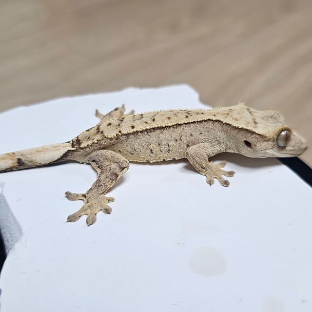 크림시클
