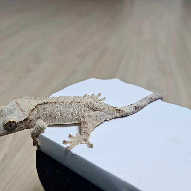 크림시클