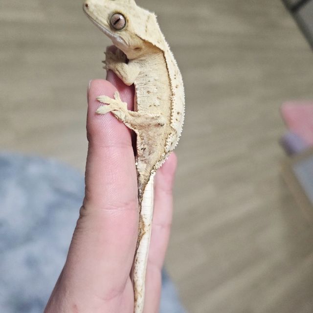 크림시클