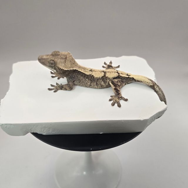 세이블
