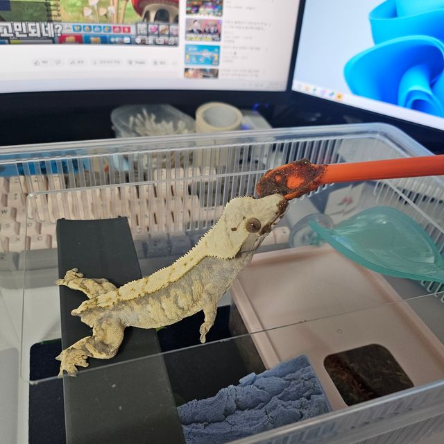 트라이 익스트림할리퀸