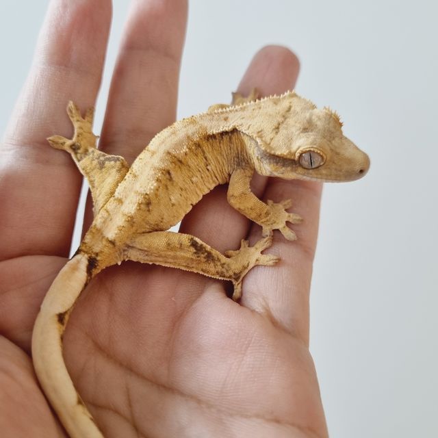 트라이
