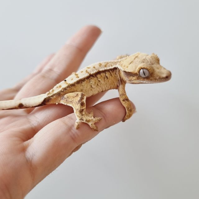트라이