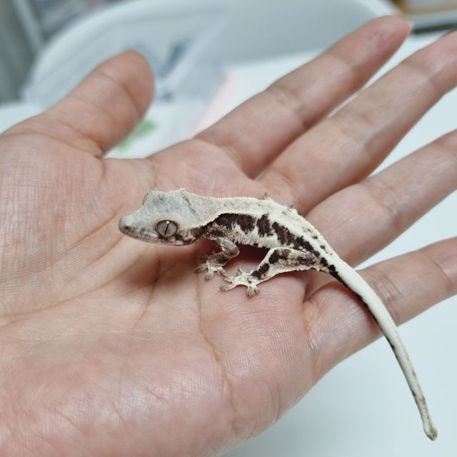 프라푸치노