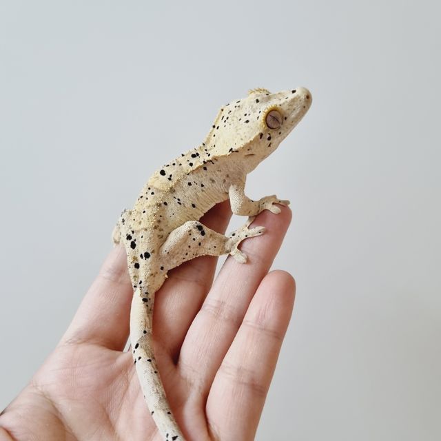 슈퍼달마시안