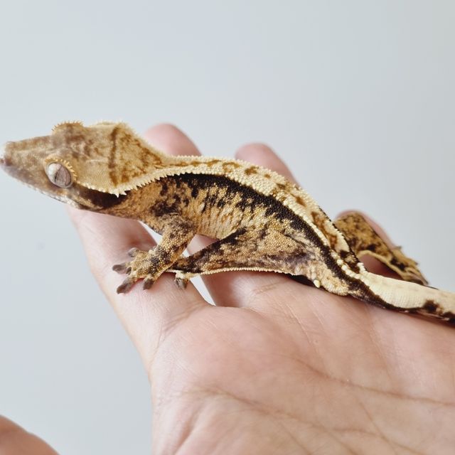 트라이