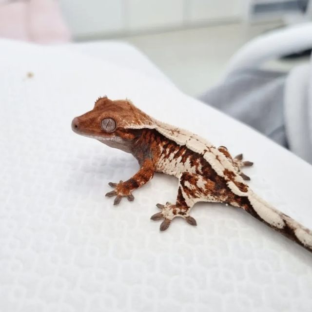 세이블
