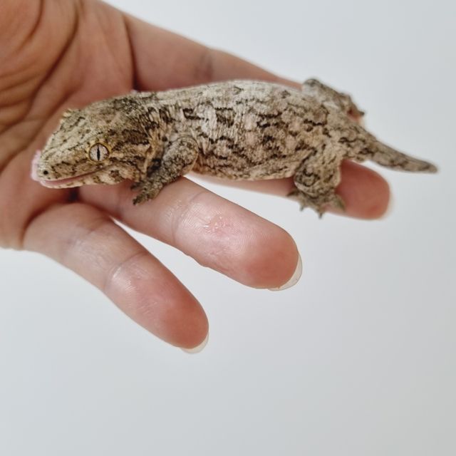 누아나