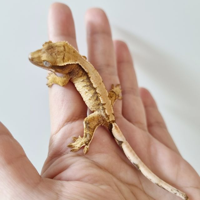 트라이