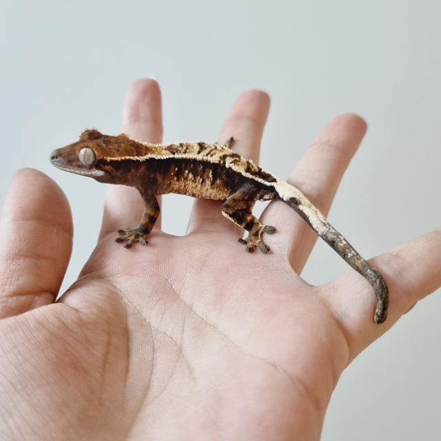 세이블