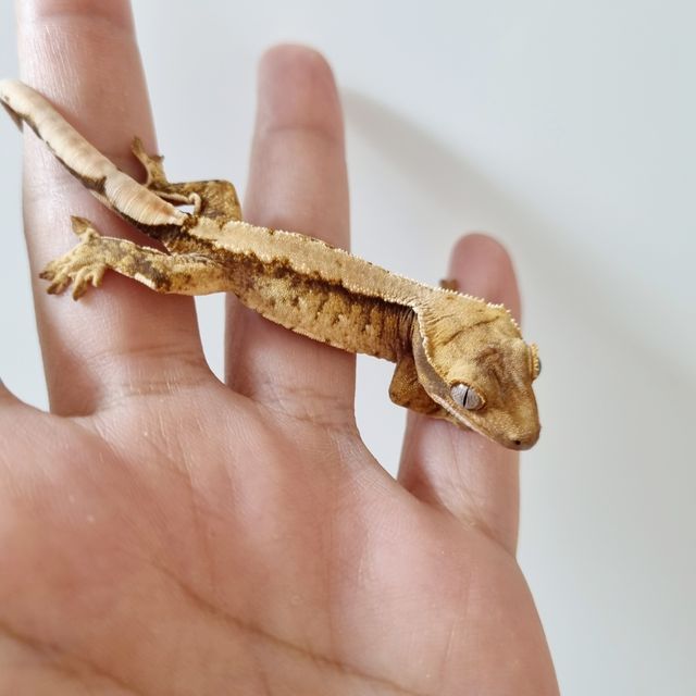 트라이