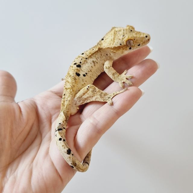 슈퍼달마시안