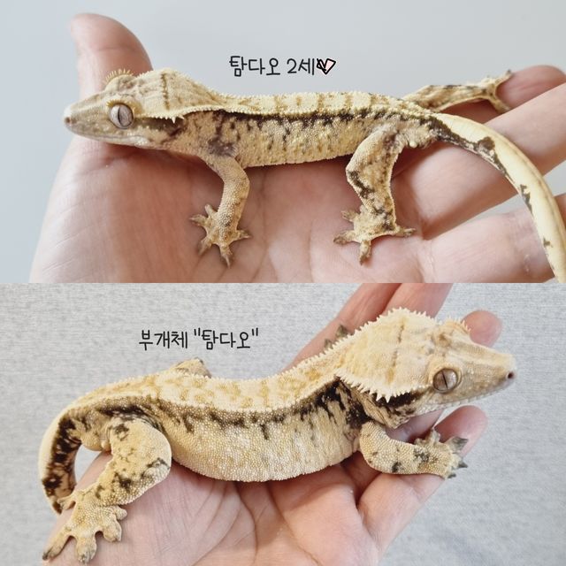 드리피 화이트스팟