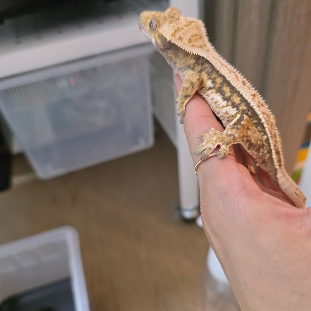 트라이 익스트림할리퀸