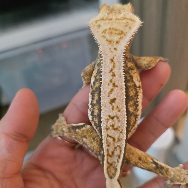 트라이 익스트림할리퀸