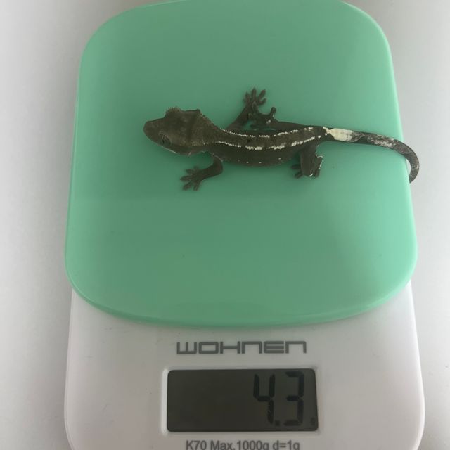 아잔틱