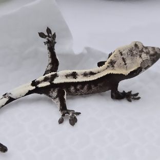 세이블 아잔틱