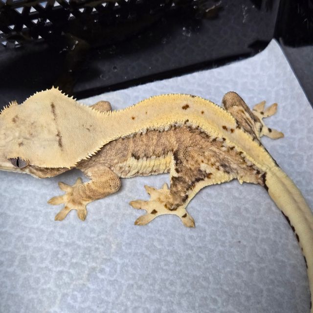 릴리100%헷아잔틱