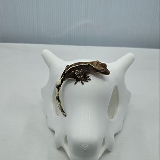 아잔틱