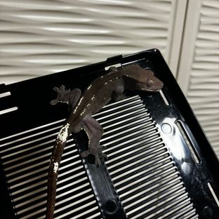 아잔틱