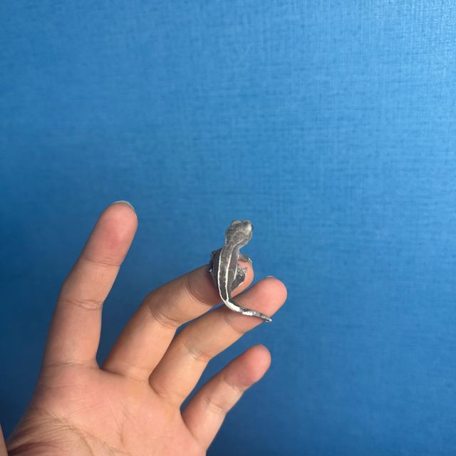 아잔틱