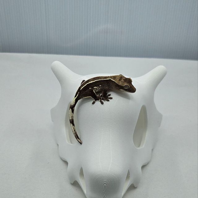 아잔틱