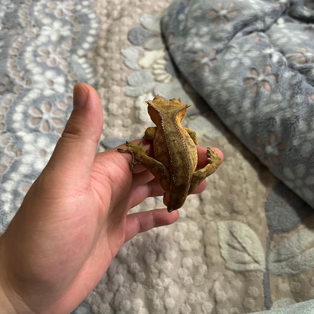 레드