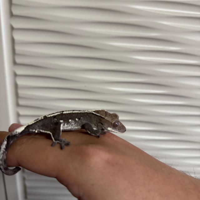 아잔틱