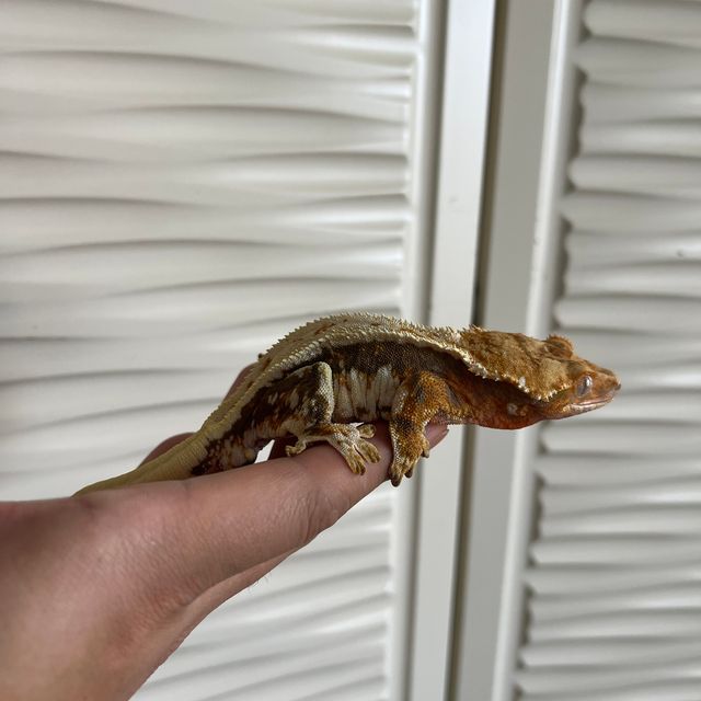 100%헷아잔틱 릴리화이트
